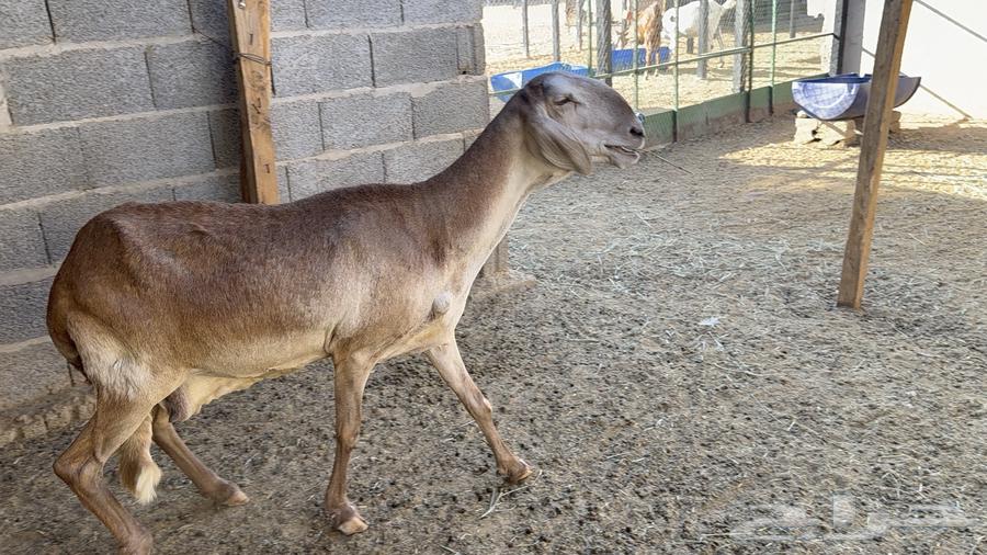 Good, calm sheep64522458250625111