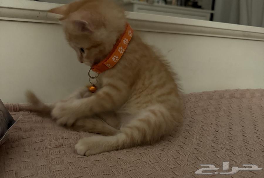 Persian kitten for sale at 200 with all its accessories, urgent64523668737155110