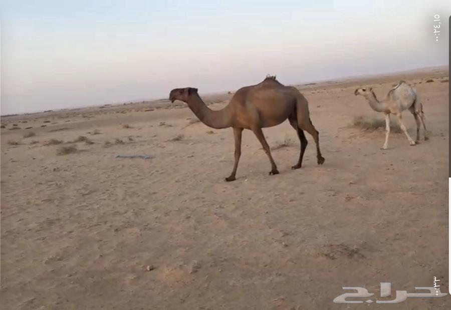 للبيع العشرا الكفوو64526620753537110