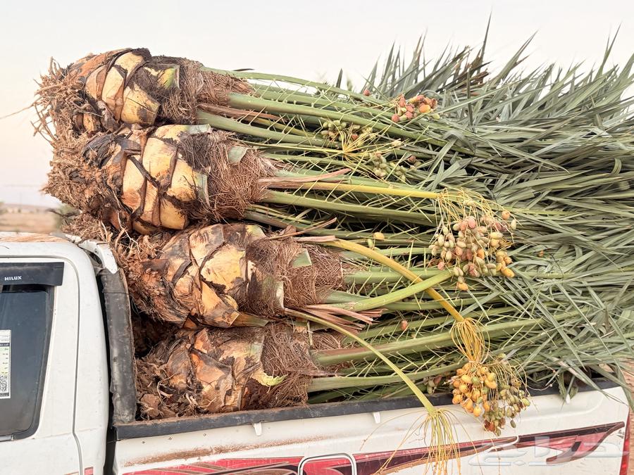 عروض اليوم الوطني نخل مثمر للبيع من 9564526106037505111