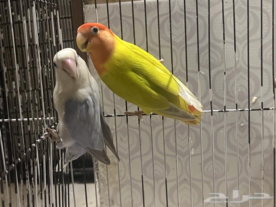 جوز روز تصنيف عللي تحته اربع فروخ ماكينة انتاج64526009209090110