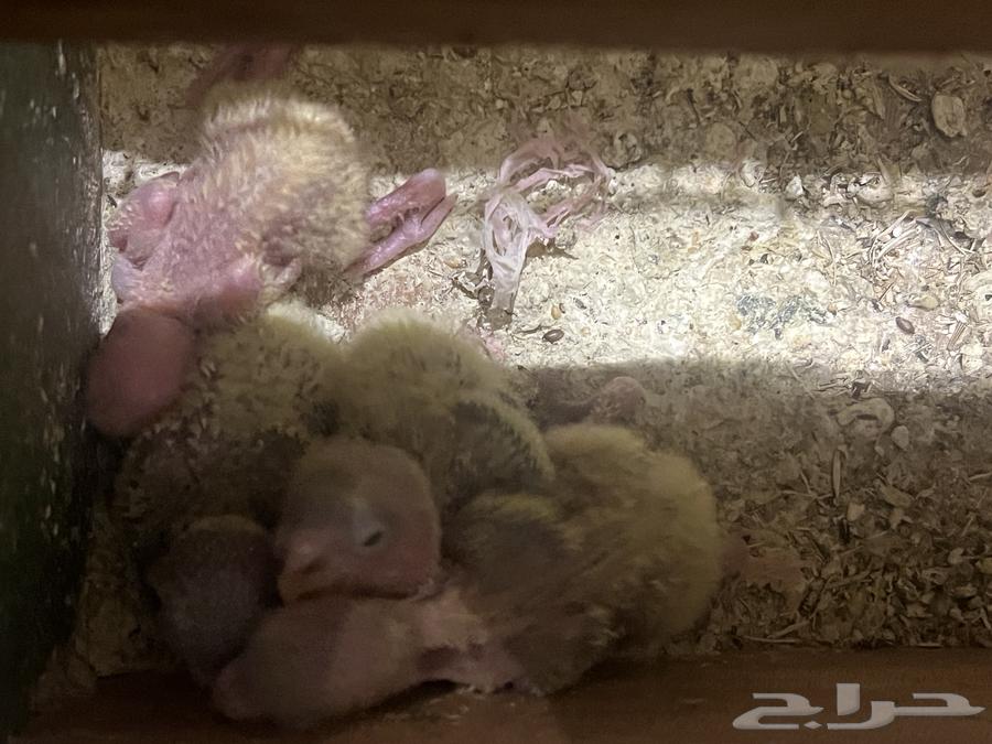 جوز روز تصنيف عللي تحته اربع فروخ ماكينة انتاج64526009209090113