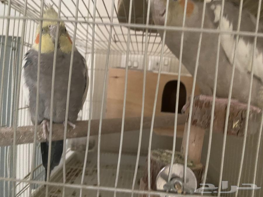 طيور كوكتيل للبيع64525926073730112