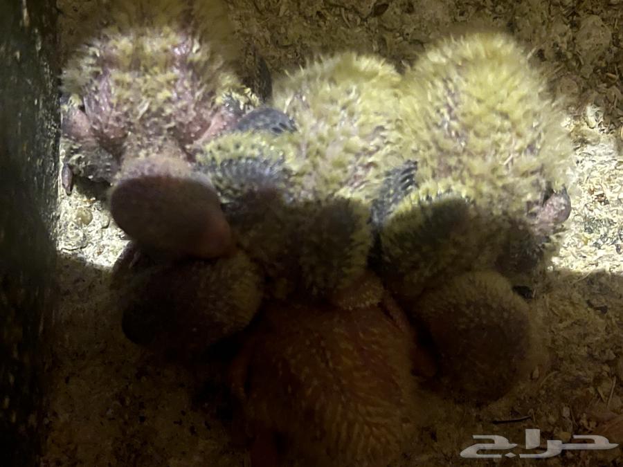 جوز روز تصنيف عللي تحته اربع فروخ ماكينة انتاج64526009209090111