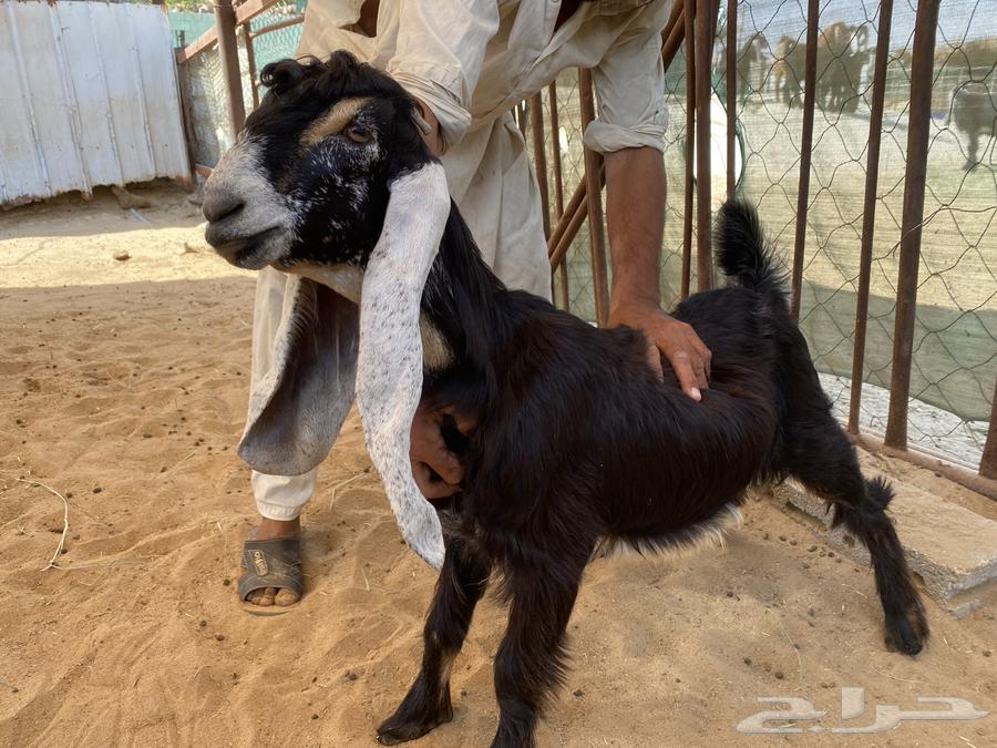 للبيع تيس وجفره عارضيات صنف64521197309826114