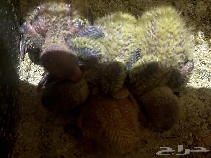 جوز روز تصنيف عللي تحته اربع فروخ ماكينة انتاج64526009209090112