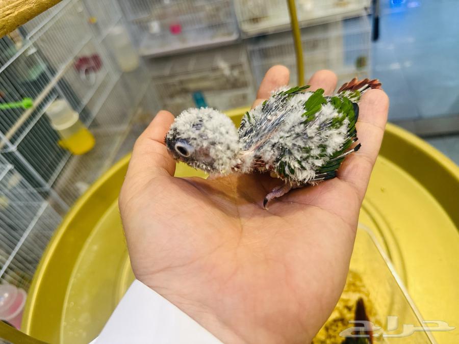 فروخ كنيور(تم البيع64519144331394113