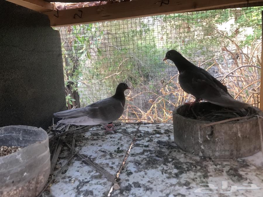 صنعاني اصيل شيبه64520261534979110