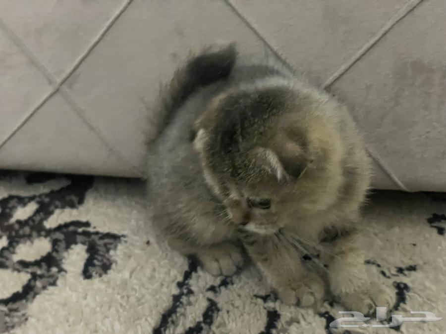 قطه سكوتش تربل فولد تايقر مستوى VIP64522387436161112