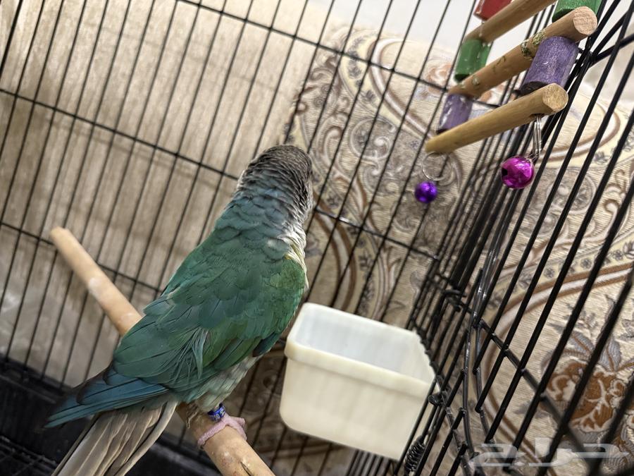 كنيور تركواز يلو سايد64520275539843112