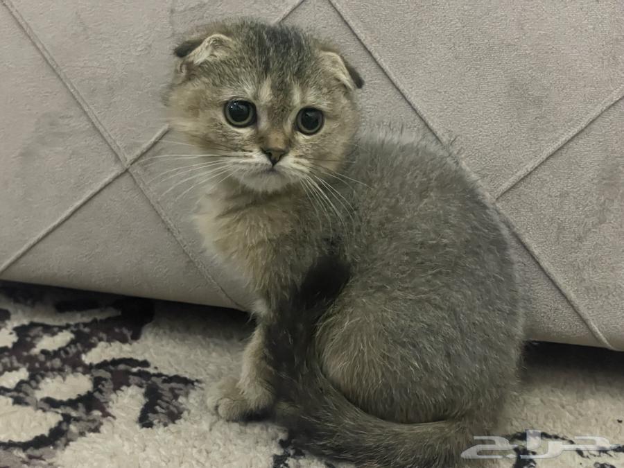 قطه سكوتش تربل فولد تايقر مستوى VIP64522387436161111