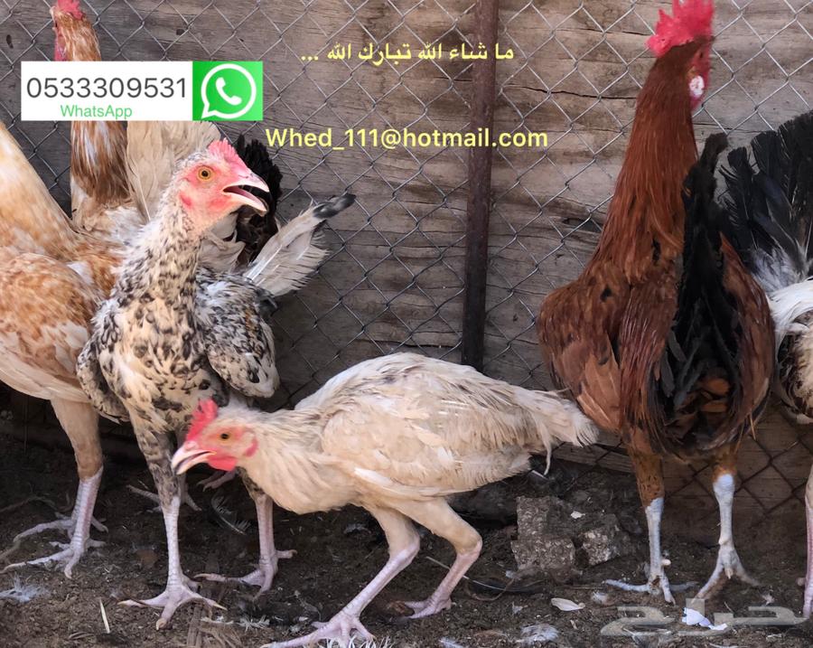 ديوك بلدي 8-9 شهور عنيزة64525856471043113