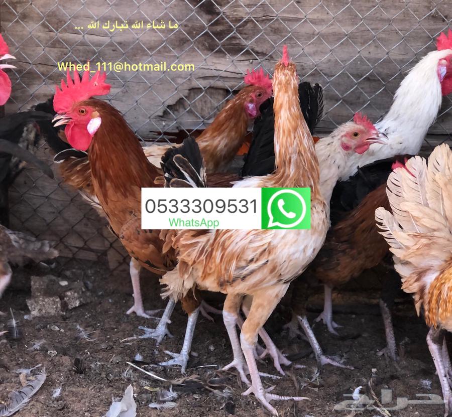 ديوك بلدي 8-9 شهور عنيزة64525856471043110