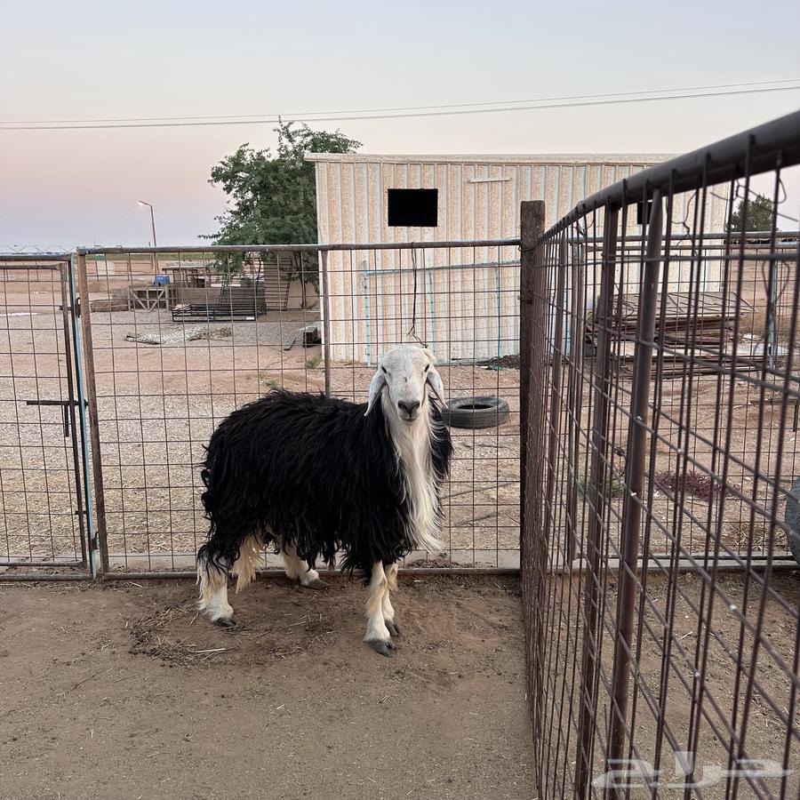 For sale, a Najdi sheep with conditions64524253889538110
