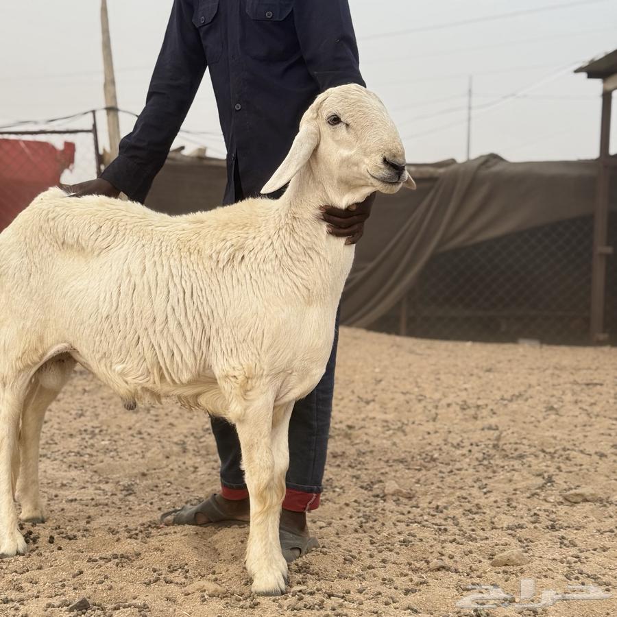 خروف فحل صنف64520812062467112
