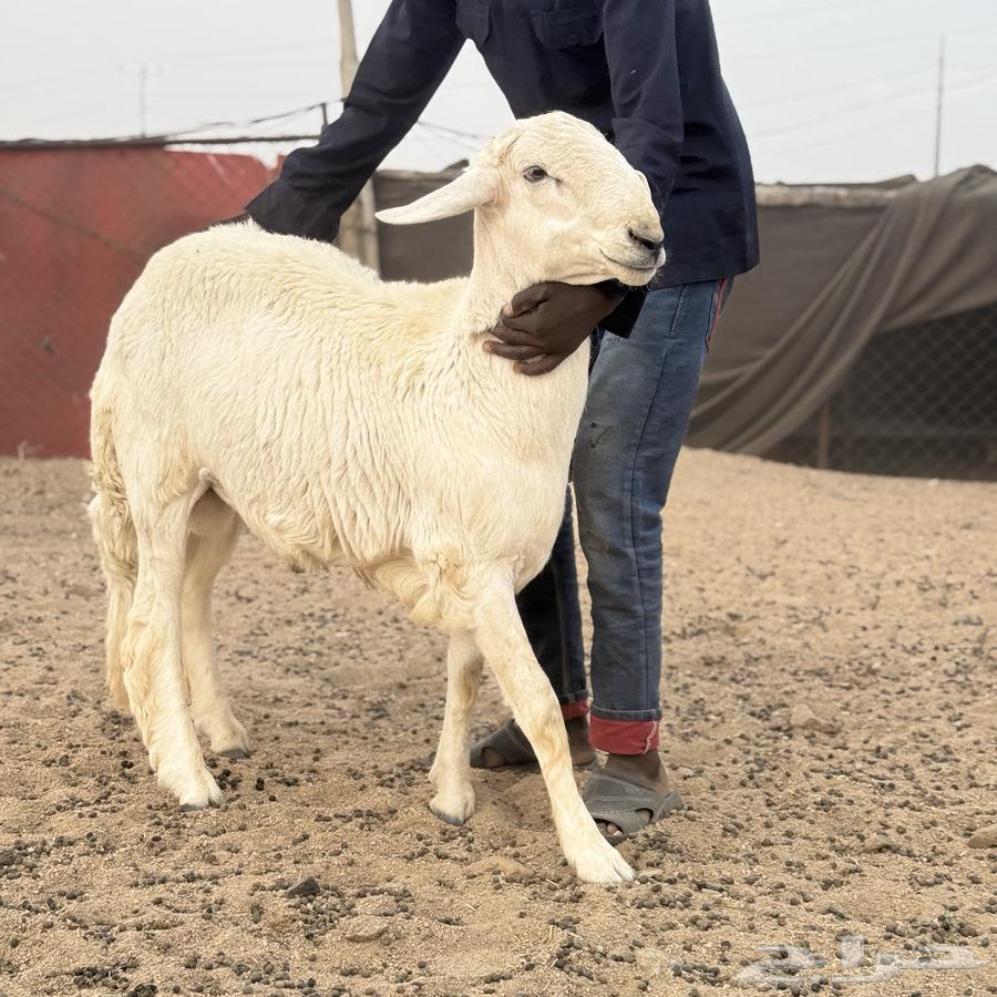 خروف فحل صنف64520812062467111