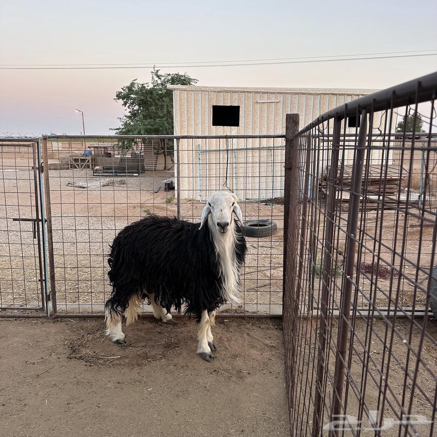 For sale, a Najdi sheep with conditions64524253889538112