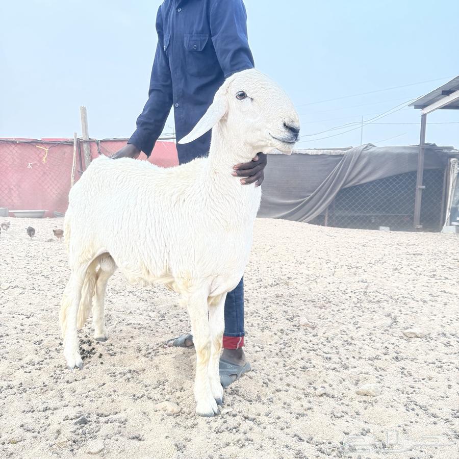 خروف فحل صنف64520812062467110