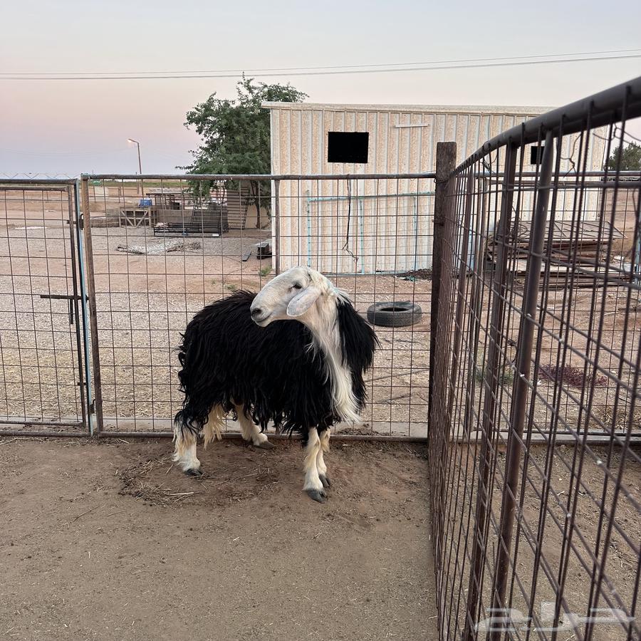 For sale, a Najdi sheep with conditions64524253889538111
