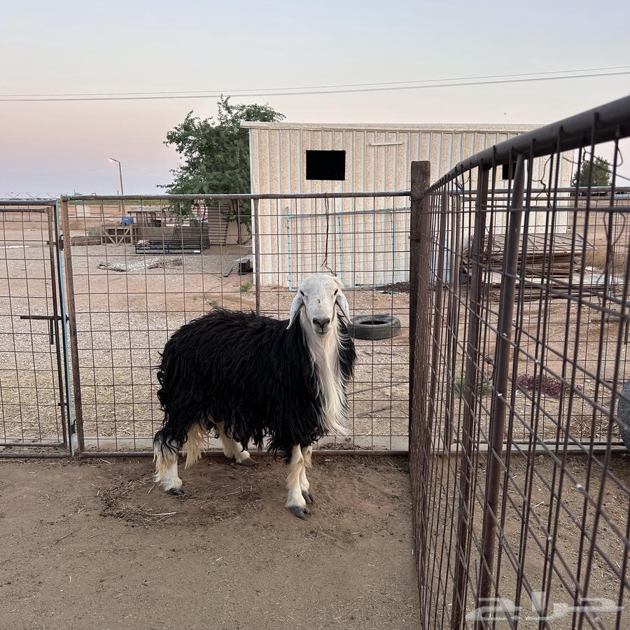For sale, a Najdi sheep with conditions64524253889538113