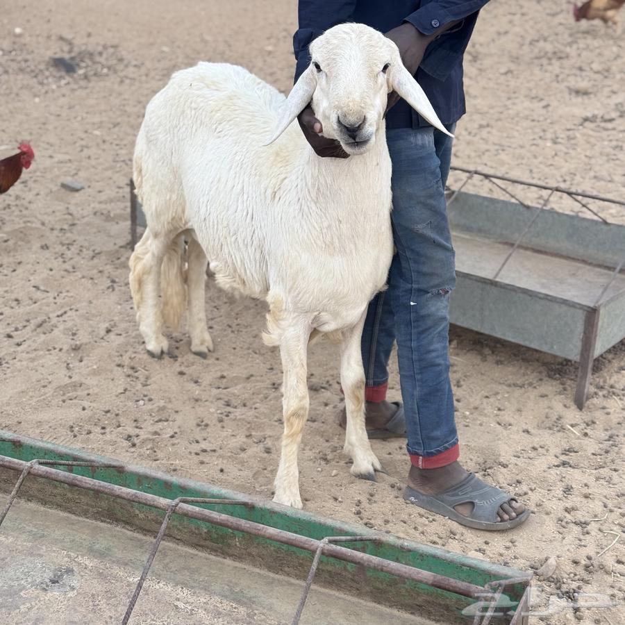 خروف فحل صنف64520812062467113