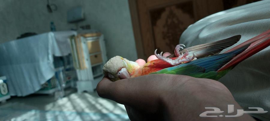 Kiwi the pineapple64519540249602114