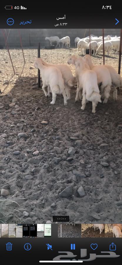 طليان ابو خمسه شهور تقريبن. 6 روس وطرف. وشعره وطرف مشالله64520571967233112