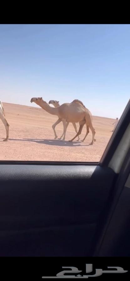 للبيع بكره لقيه رمانيه64525021908097110