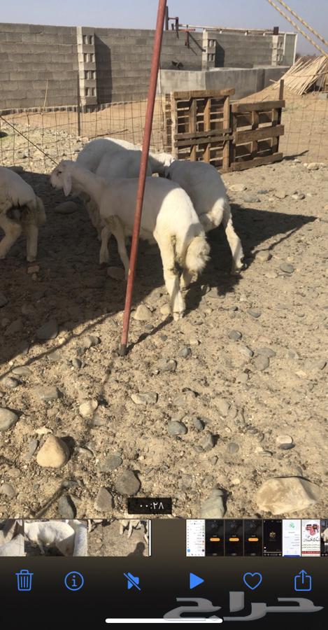 طليان ابو خمسه شهور تقريبن. 6 روس وطرف. وشعره وطرف مشالله64520571967233111