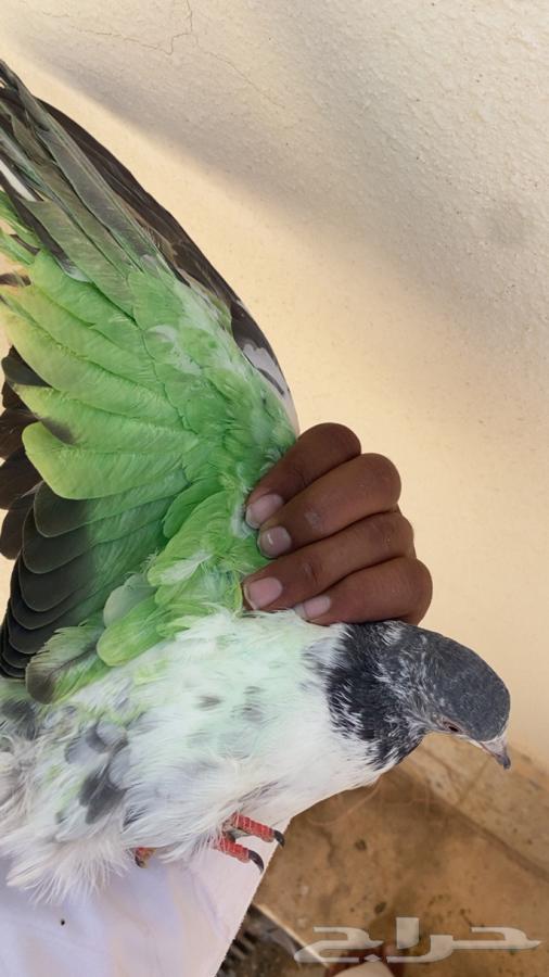 للبيع حمام64514210166531111