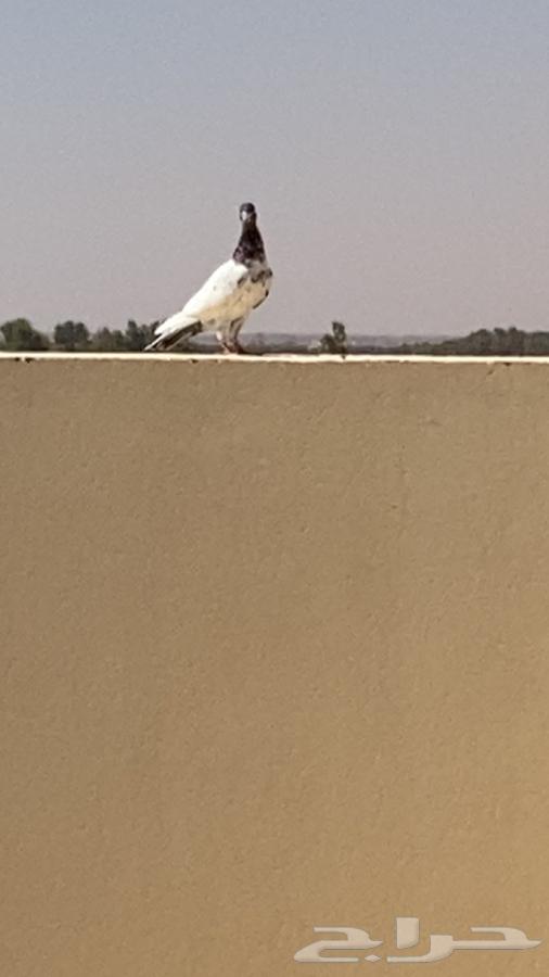 للبيع حمام64514210166531110