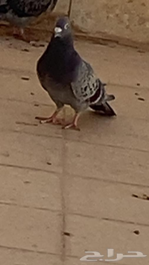 للبيع حمام64514210166531114