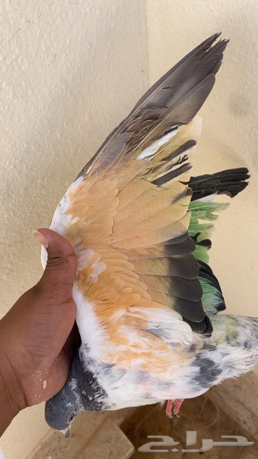للبيع حمام64514210166531112