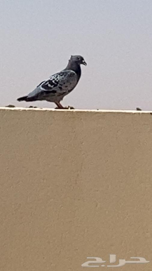 للبيع حمام64514210166531113