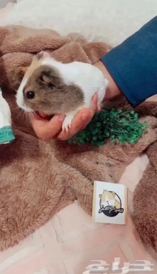 Wool64523936397187113