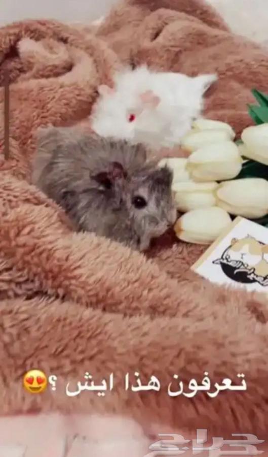 Wool64523936397187114