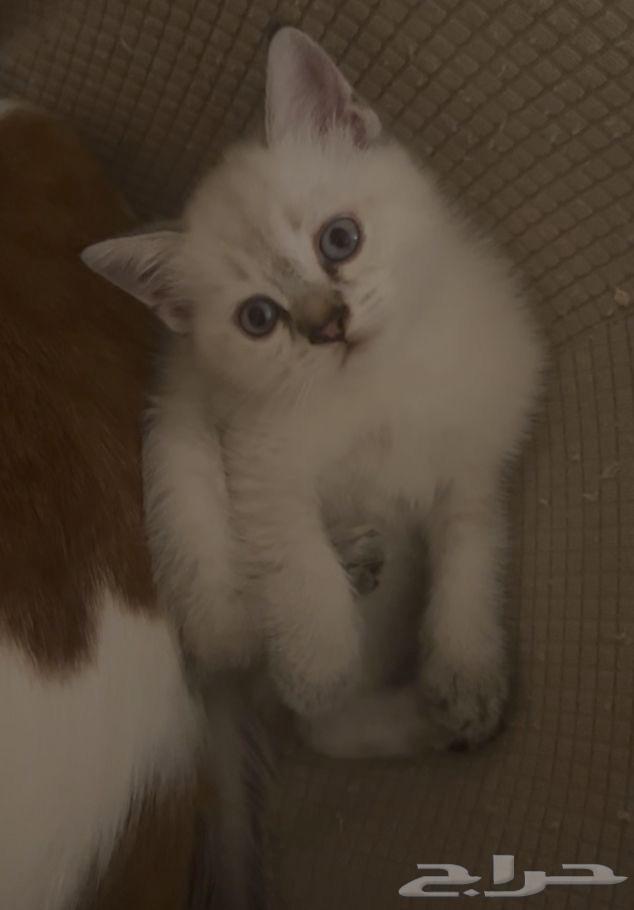 Kitten64527052883585110