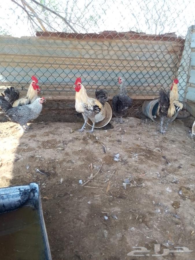 ديوك فيومي64522612440705110