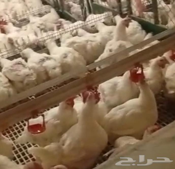 Ummahat Lahm64522542410754110