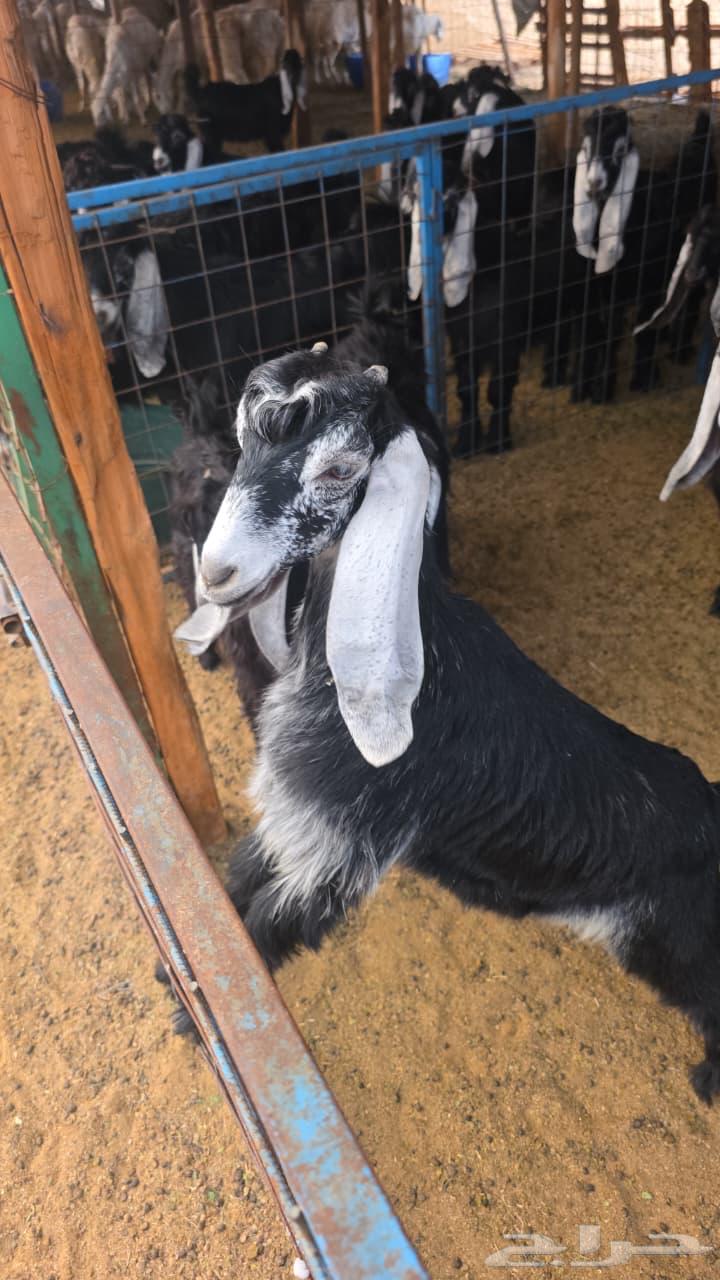 ملحمة جدة الالكترونيةتيوس عارضي بالربع والنص يتم الذبح يومي64521511371395110