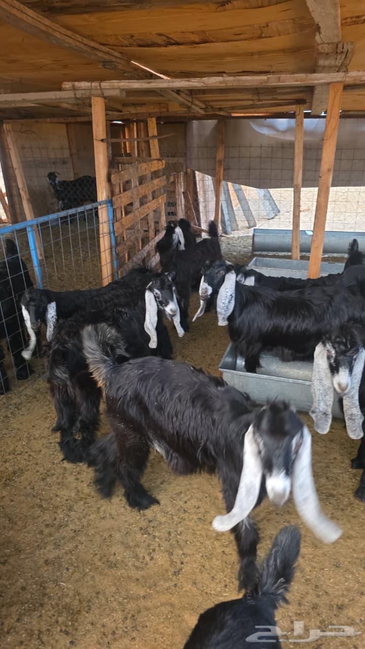 ملحمة جدة الالكترونيةتيوس عارضي بالربع والنص يتم الذبح يومي64521511371395111