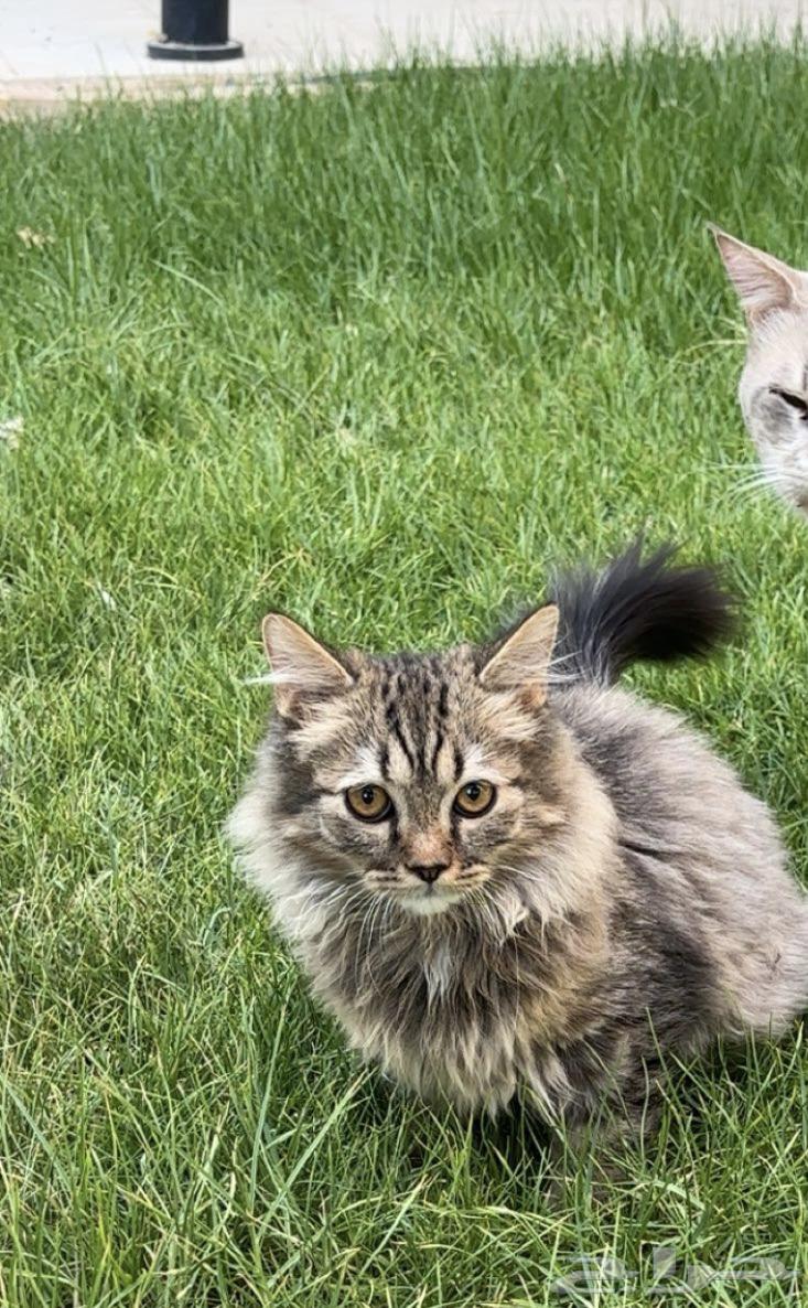 قطط لبيع64524052499586111