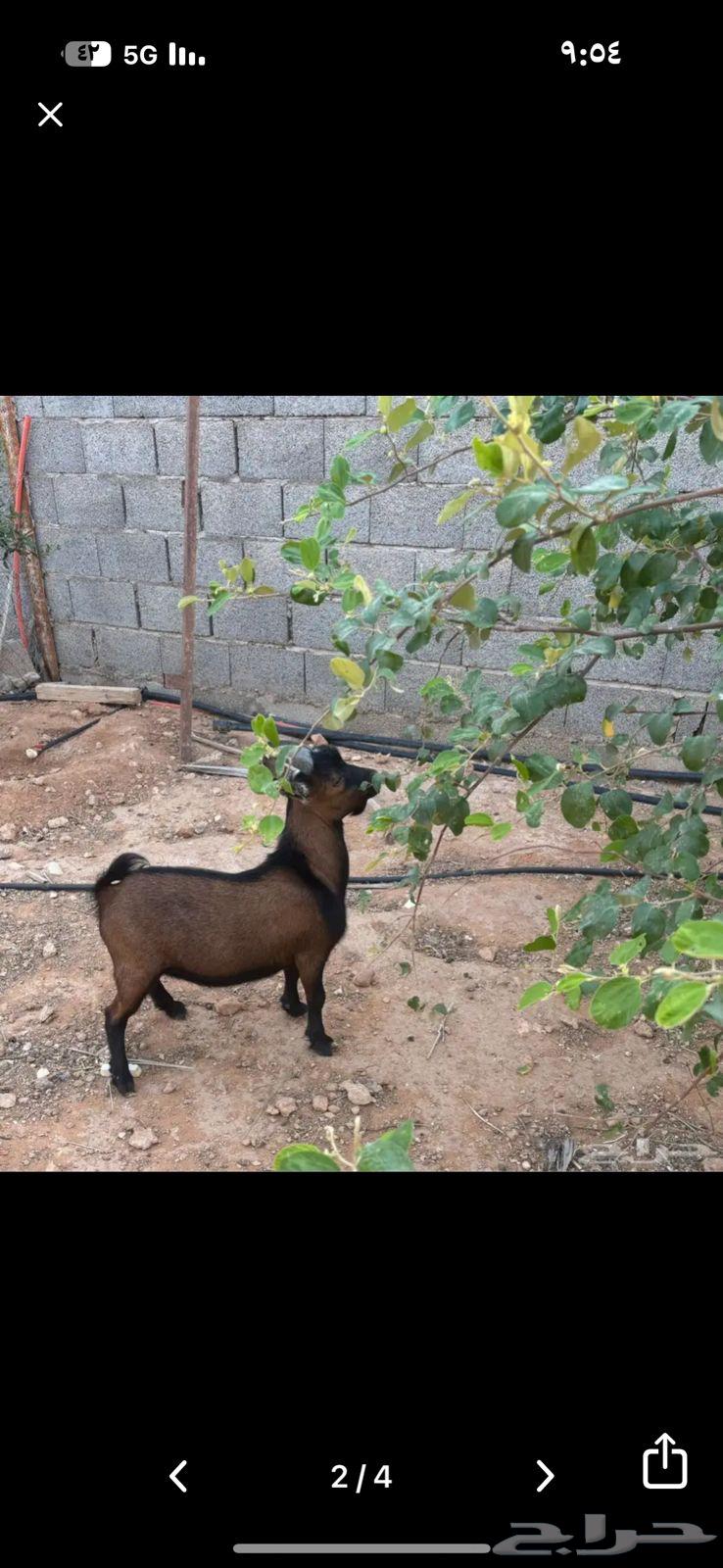 Dwarf goat for sale64525552411139112