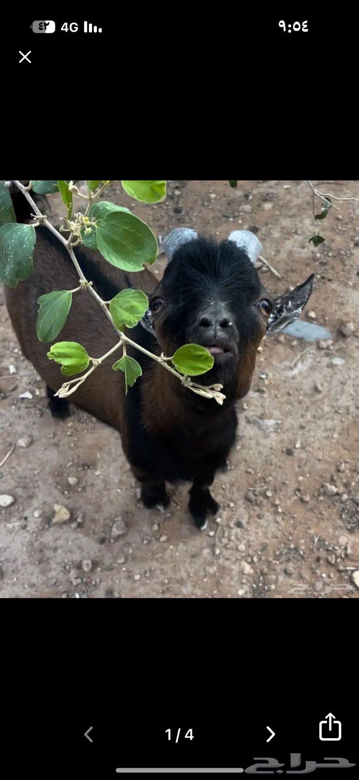 Dwarf goat for sale64525552411139111