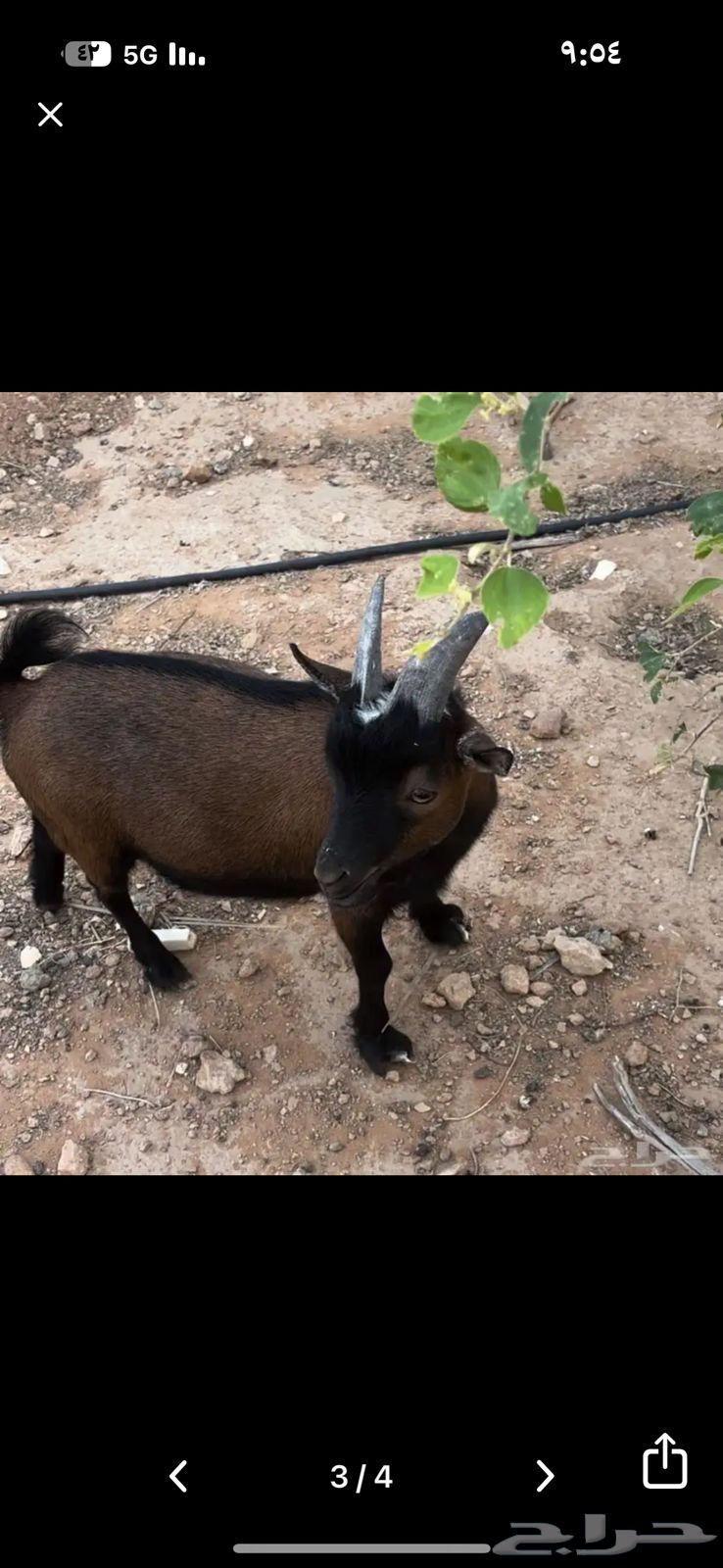 Dwarf goat for sale64525552411139110