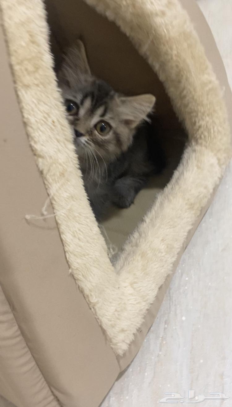 Cat with all its belongings trained on litter box for 50064524684404995110