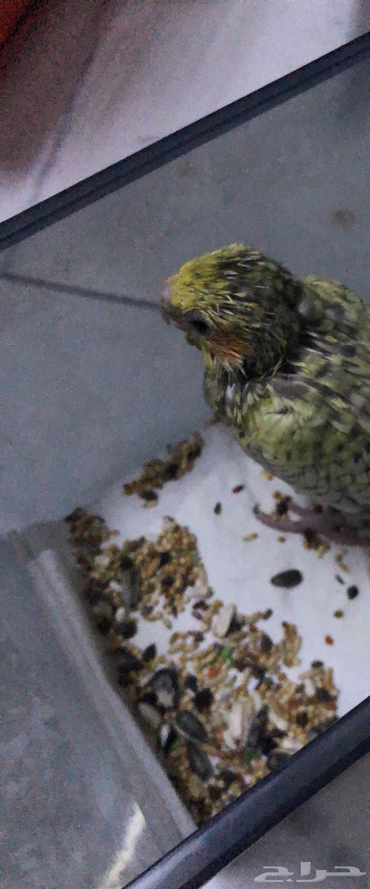 للبيع فرخ كروان كوكتيل64519130091393111