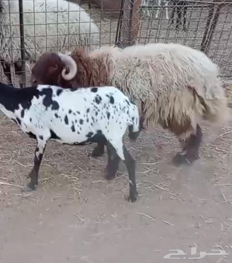 فحل نعيمي للبيع64522964290178110