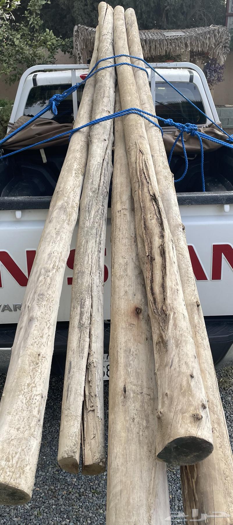 خشب كافور للبيع64523287839363110