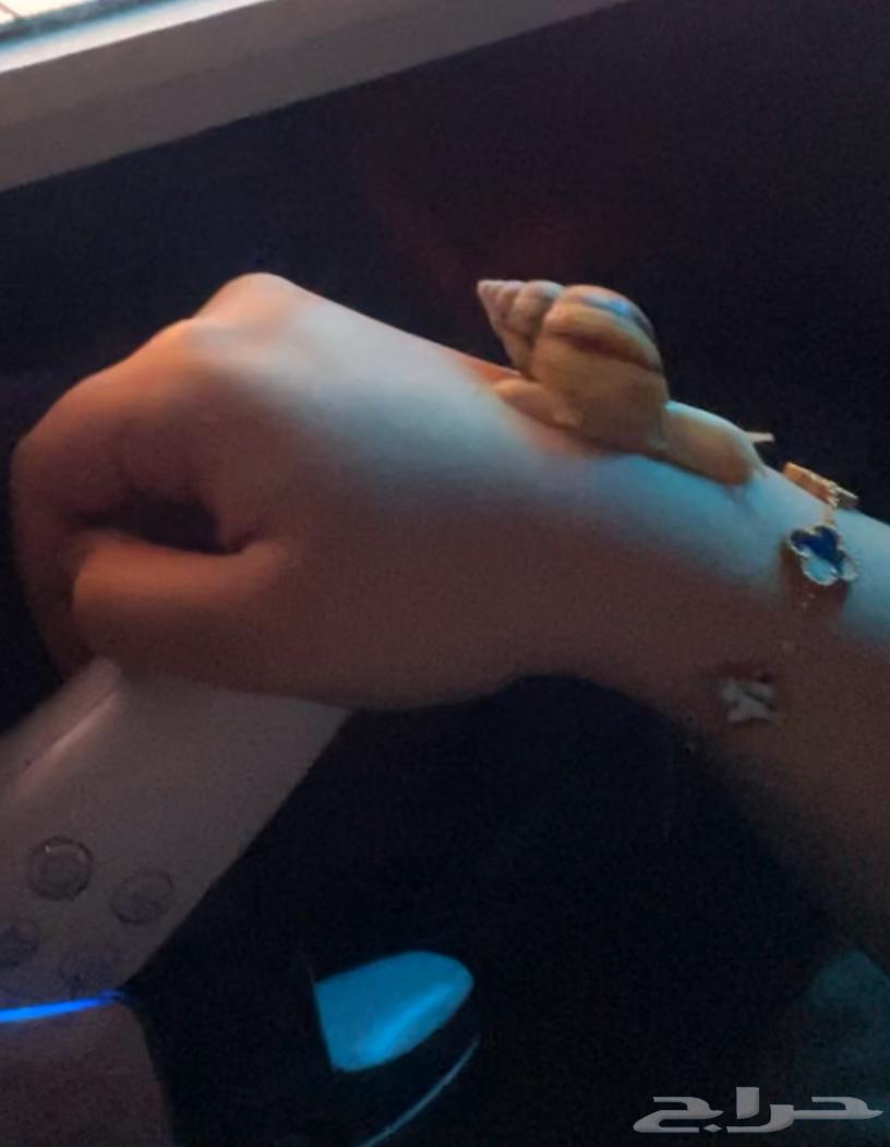 حلزون صغير للبيع64523963988099111